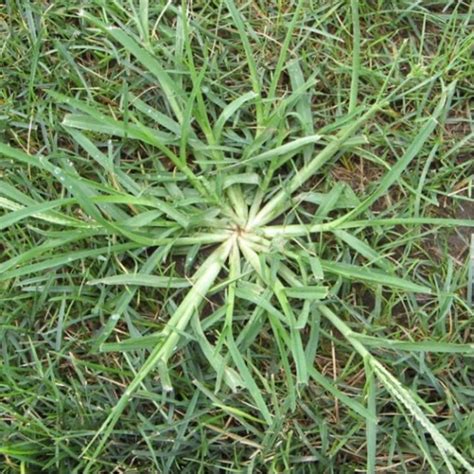 Central Texas Winter Weeds Identification And Control Top Choice