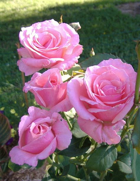 Queen Elizabeth Grandiflora Roses Rose Queen Elizabeth Rose