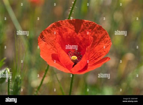 Single Wild Red Corn Poppy Flower Blossom Stock Photo Alamy