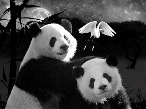 43 Pandas For Wallpapers Wallpapersafari