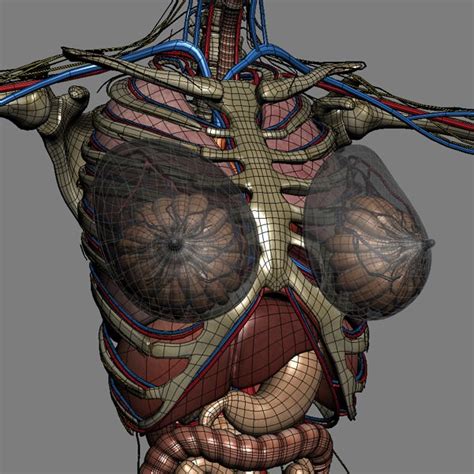 Human body woman posterior view. Human Male and Female Anatomy - Body Muscl... 3D Model ...