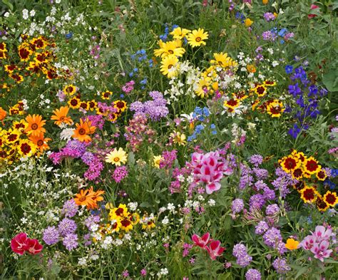 Free Wildflower Seeds From Air Wick Its A Freebie