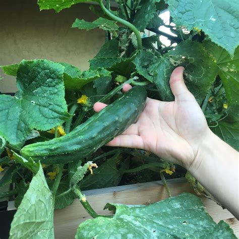 cucumbers are getting huge gardening