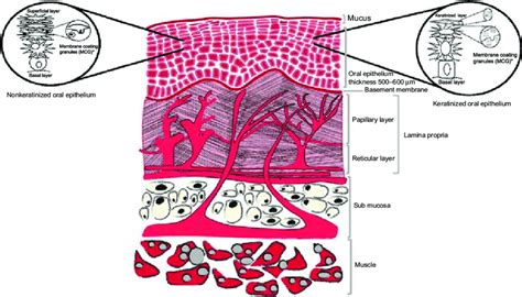 1 Structure Of Oral Mucosa Download Scientific Diagram