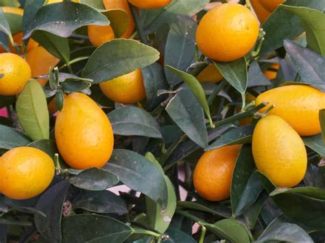 8 Different Dwarf Citrus Trees You Can Grow At Home In 2020 Citrus Trees Dwarf Fruit Trees