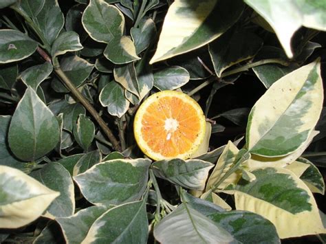 Oranger à Feuille Panachée Citrus Sinensis Pg Pt Ø 1 Litre
