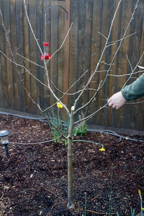 For dwarf honeycrisp trees, plant them eight to 10 feet apart. Pruning the Honey Crisp Apple Tree - Weekends in Dundee