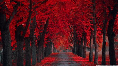 Red Tree Wallpapers Top Những Hình Ảnh Đẹp