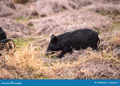 Wild Pigs Sus Scrofa Forage For Food In The Wetland Stock Image Image