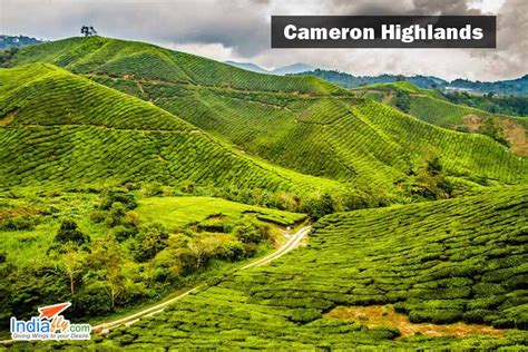 Boh tea estate,cameron lavender garden,rose centre. 10 Best Places to Visit in Malaysia # http://www.indiafly ...
