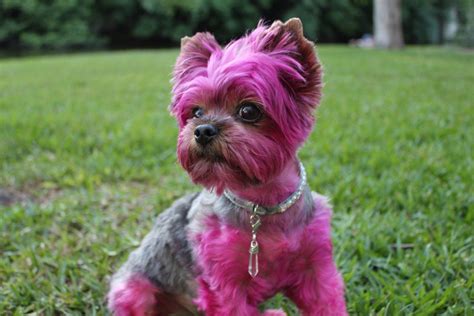 You'll receive email and feed alerts when new items arrive. Woman defends dyeing dog pink but viewers aren't having it ...