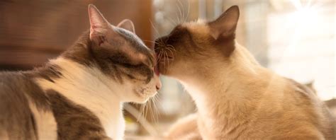 Why Do Cats Groom Each Other Explanations Four Paws