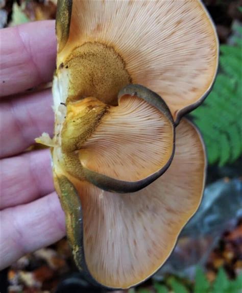 Late Fall Oyster Identification Foraging And Preparation Mushroom