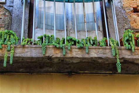 15 Best Balcony Plants