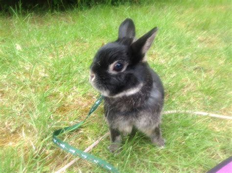 My Rabbit Playing In The Garden Animals Cute Animals Adorable