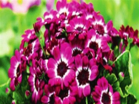 It can stand extreme winters and demands only partial sunlight. Six easy-maintenance plants you can grow in winter - Times ...