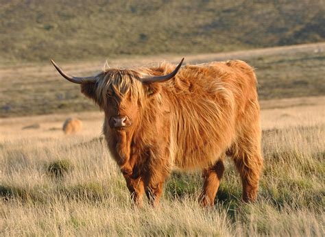 Highland Cattle Wikipedia