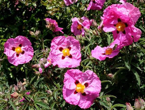 Scottish Artist And His Garden Early Summer Flowers