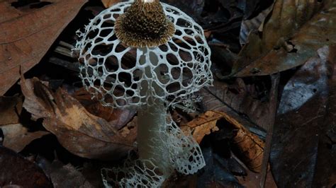 Netflix Documentary Fantastic Fungi Explores The Many Magical