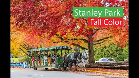 Stanley Park Falls Foliage Autumn Colors Vancouver Canada 4k Youtube