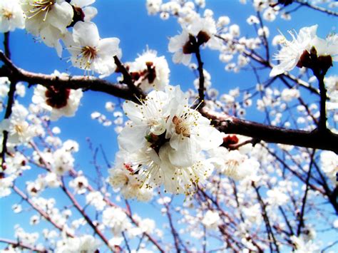 Allerdings ist in der alltagssprache frühjahr. Umweltfotogalerie - Frühling - Berlin.de