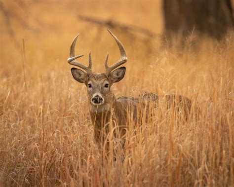 Whitetail Deer Buck Steps Cautiously Through High Grass Stock Photo