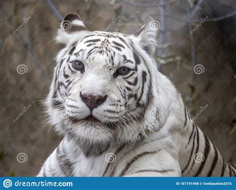 White Bengal Tiger Smart Blue Eyes Original Color Well Groomed Coat