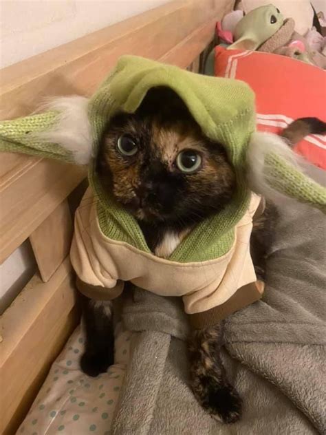 Pin By Sheri Barao On Baby Yoda In 2021 Cats Animals Cute