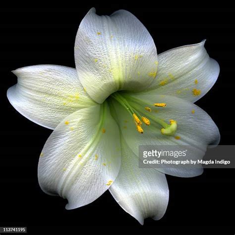 Star Lilies Flowers Photos And Premium High Res Pictures Getty Images