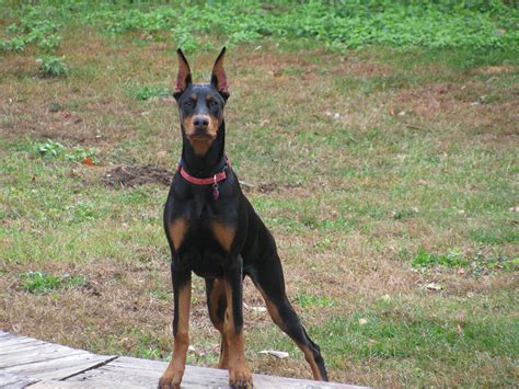 Doberman 5 12 Months Oldsophie Doberman Pinscher Dog 2 Month