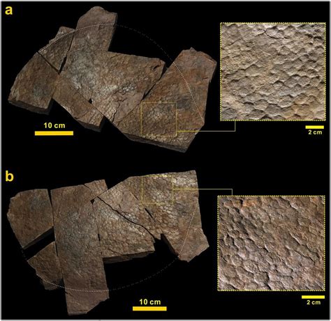 Distinct Skin Impressions In A Sauropod Footprint A And On Its Cast