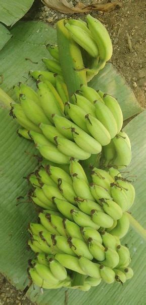 Green Organic Yelakki Banana Shelf Life 2 Weeks Packaging Size