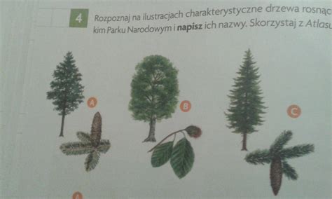 Rozpoznaj charakterystyczne drzewa rosnące w świętokrzyskim parku ...