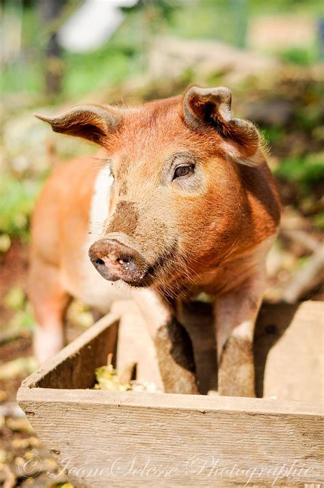 Country Living ~ Little Farm Pig Pig Farming Pig Farm