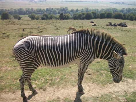 Zebra black white zebra stripes Free stock photos in JPEG (.jpg