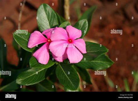 Ayurvedic Medicinal Plant Scientific Name Catharanthus Roseus L G