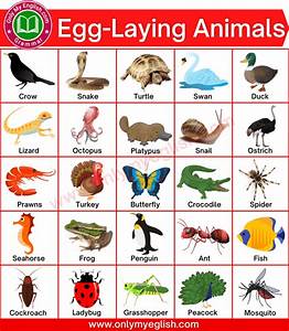 50 Egg Laying Animals Name With Pictures