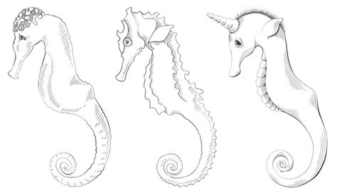 Each of our tutorials comes with a handy directed drawing printable with all the steps included, as well as room to make your drawing. Brenda at Drawspace.com: Three seahorses lined up to play ...