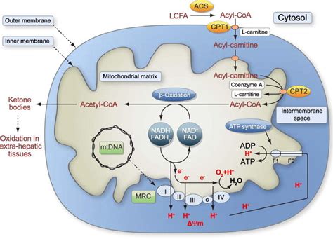 Schematic Representation Of Mitochondrial Fatty Acid β Oxidation And
