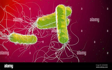 Pseudomonas Aeruginosa Bacteria Illustration Stock Photo Alamy