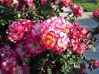 Soundbite (english) george w bush, us president: 146 best images about floribunda roses on Pinterest ...
