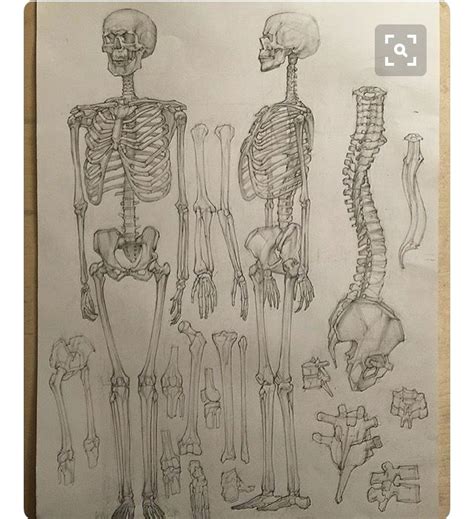 This Is A Drawing Of The Human Skeleton And Other Skeletal Bones In