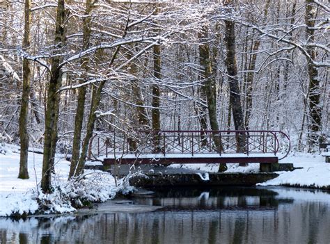 Free Images Tree Water Nature Branch Snow Cold Winter White