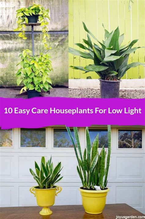 10 Best Low Light Indoor Plants Easy Care And Low Maintenance