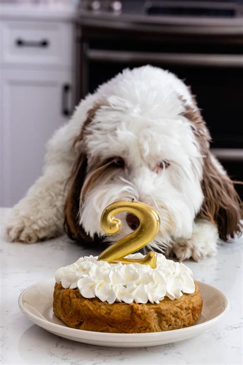 Who doesn't love a good party? Easy Homemade Dog Cake - Crazy for Crust | Recipe | Dog cake recipes, Dog cake, Dog birthday cake