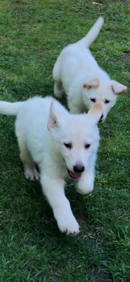 They make great guard dogs and german shepherd trivia: Pure white German shepherd puppies for sale | Ellesmere ...