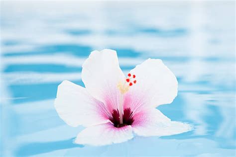 Floating Hibiscus Stock Photos Pictures And Royalty Free Images Istock