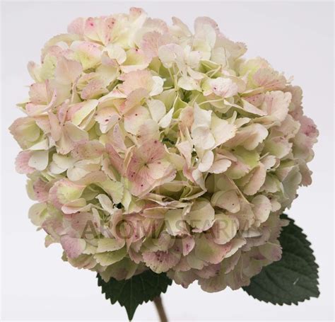 Get wholesale burgundy flowers that make your event or wedding bouquets look lush, romantic and elegant by shopping online at blooms by the box. Image result for antique pink hydrangea | Pink hydrangea ...