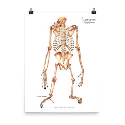 Orangutan Skeleton Posterior View Orangutan Anatomy Pongo Etsy