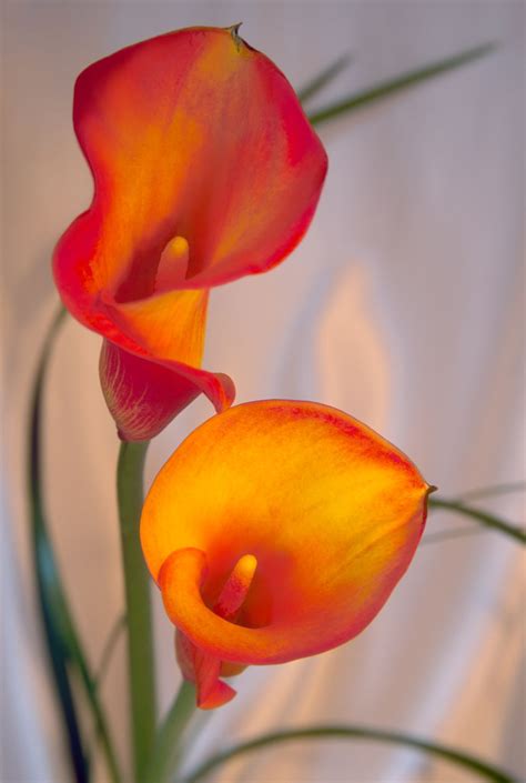 The various different parts and structures of. List of Different Types of Exotic Flowers With Exquisite ...